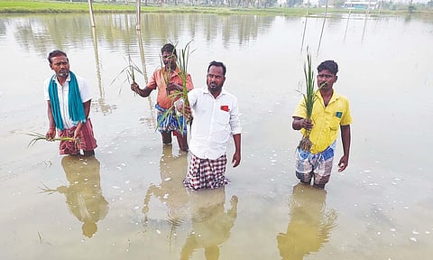 File image of farmers show submerged paddy crops&nbsp;