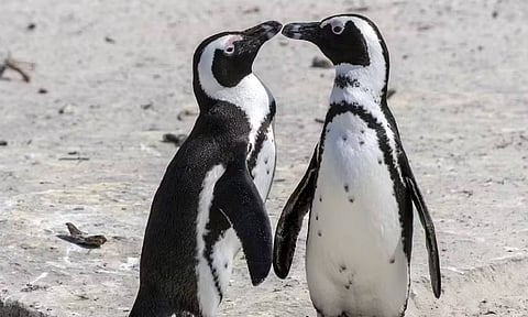 African penguin