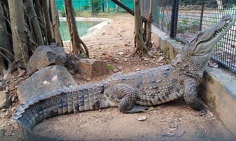 A female sub-adult marsh crocodile, which was captured in the paddy fields of Arungaal village near Urapakkam by the Wildlife Division of Chennai