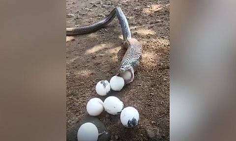A video grab of the fake/morphed video of a snake laying eggs from its mouth&nbsp;