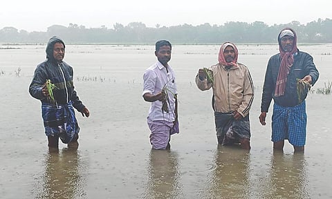 Farmers with damaged paddy crop in Orathanadu, Thanjavur district
