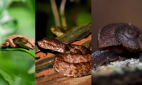 (L-R) Western tree frog; Brown Malabar Pit Viper; Snail