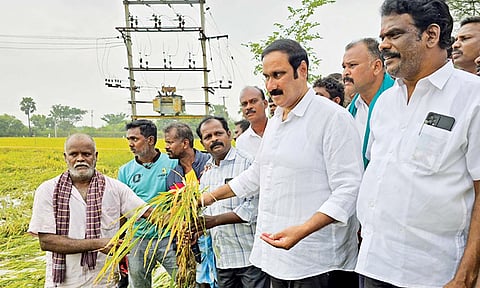 PMK chief Anbumani inspecting flood ravaged paddy fields on Monday