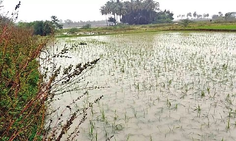 Cyclone Fengal: CPI seeks hike in compensation for crop damage in TN