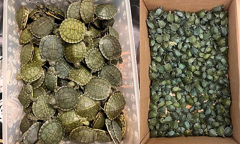 Turtles seized in Chennai airport