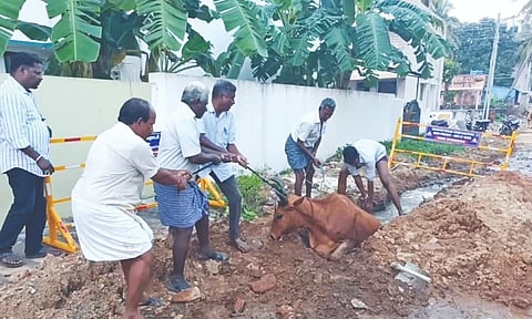 Locals pulling out the cow from a pit dug for underground drainage work