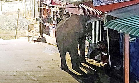 Wild elephant raids a shop in Coimbatore