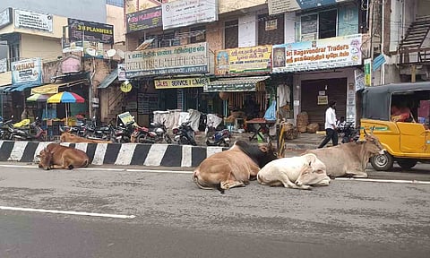 Cows and bulls lying around the median on a main road