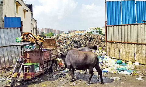 Cattle grazing on piled up garbage at the entrance of the micro composting unit on Ponniyamman Kovil Street
