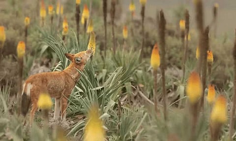 Wolf licking flower in field with lots of flowers. Ethiopian wolves usually hunt giant mole rats and other rodents. (Adrien Lesaffre)