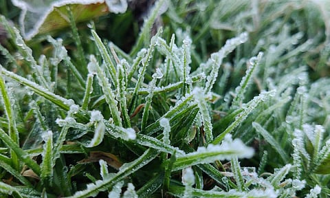 Frozen dew drops on grass at Government Botanical Garden&nbsp;