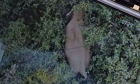 Aerial view of the wild elephant ‘Bullet’
