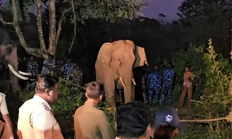 The elephant 'Bullet' sedated and surrounded