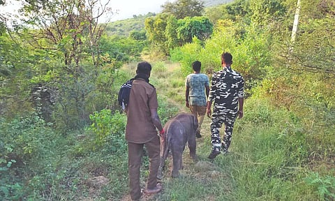 Forest personnel taking the elephant calf into the forest area in search of a herd