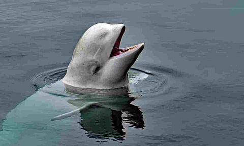 The world’s most bizarre secret weapons: how pigeons, cats, whales and even robotic catfish have acted as spies through the ages