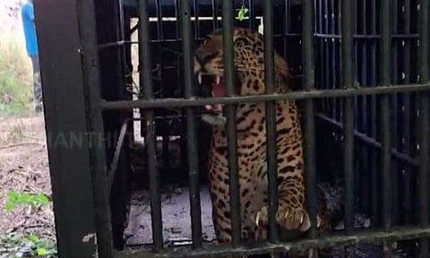 Screengrab of the leopard (Thanthi TV)