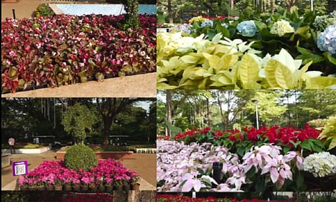 4th Chennai Flower show | 50 species in 3 million pots; Show to run until Pongal but visitors put off by high entry fee