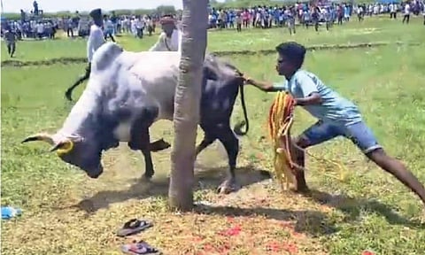 Bulls being trained at Madakulam in Madurai to excel in jallikattu events