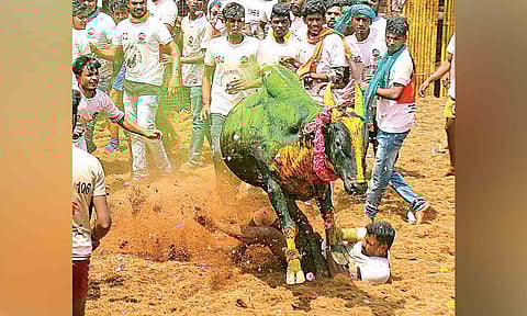 Visuals from the jallikattu event&nbsp;