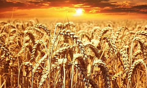 Representative Image (ANI)