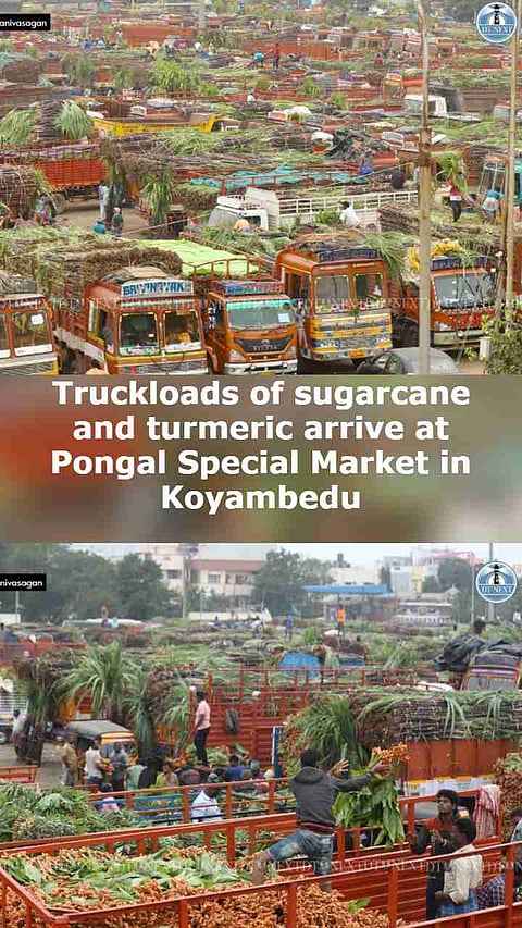 Truckloads of sugarcane and turmeric arrive at Pongal Special Market in Koyambedu