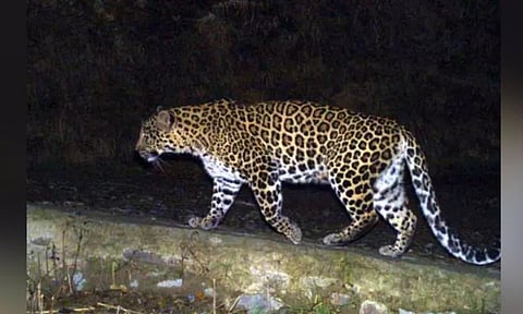 Representative Image of a Leopard