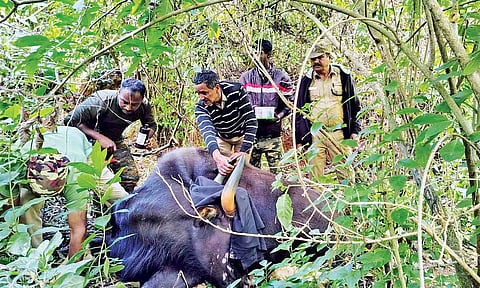 Forest department staff treat the wounded Indian Gaur in the Nilgiris&nbsp;