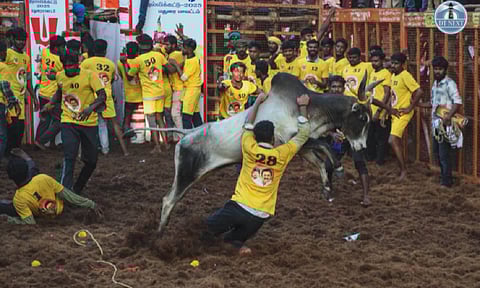 Visual from Avaniyapuram Jallikattu (Photo: Hemanathan M)