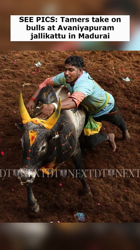 SEE PICS: Tamers take on bulls at Avaniyapuram jallikattu in Madurai