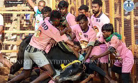 Visual from Avaniyapuram Jallikattu (Photo: Hemanathan M)