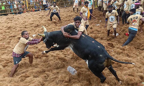 Visual from Palamedu jallikattu (Hemanathan M)