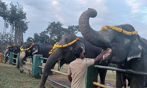 Mudumalai Tiger Reserve Pongal festival celebration