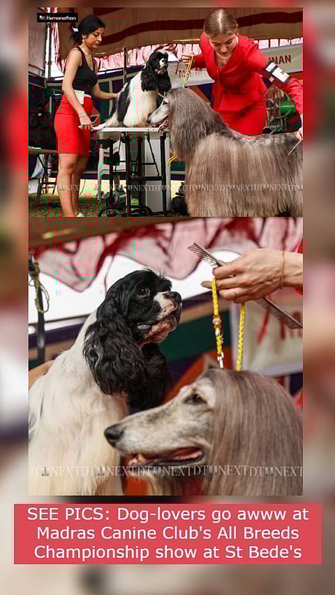 SEE PICS: Dog-lovers go awww at Madras Canine Club's All Breeds Championship show at St Bede's