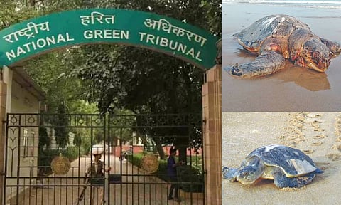 National Green Tribunal; Olive Ridley turtle