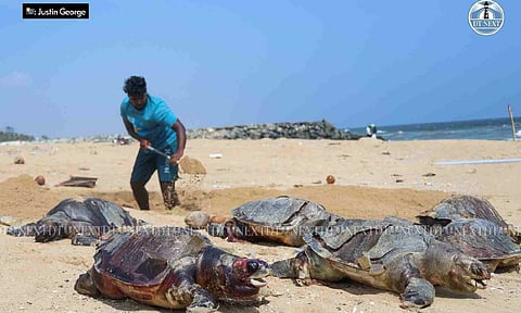 Around 60 more carcasses of Olive Ridleys wash ashore