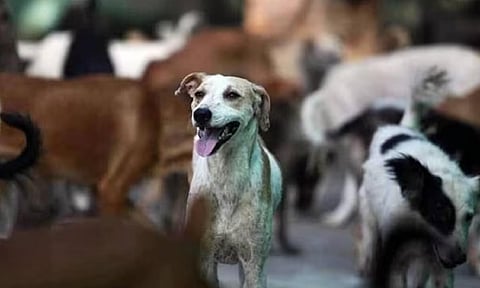 Representative Image (PTI)&nbsp;