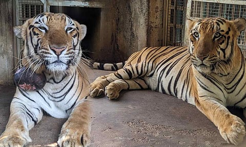 Nine-year-old tiger at Vandalur zoo undergoes successful surgery to remove tumour 
