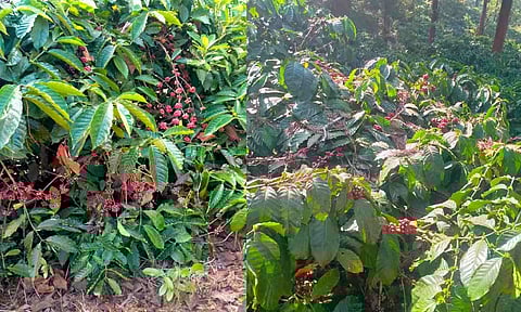 Coffee prices in Nilgiris hit record highs amid global shortage, bringing joy to growers