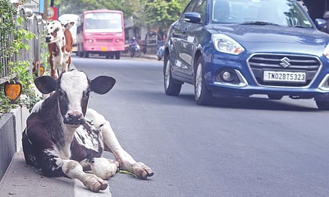 Many blame a lack of holistic approach by the Greater Chennai Corporation (GCC) for the stray problem getting aggravated&nbsp;