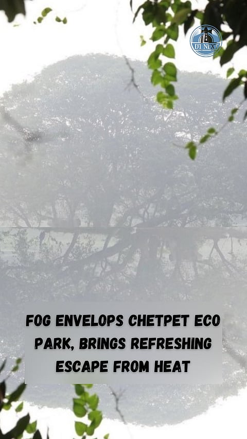 SEE PICS: Fog envelops Chetpet Eco Park, brings refreshing escape from heat