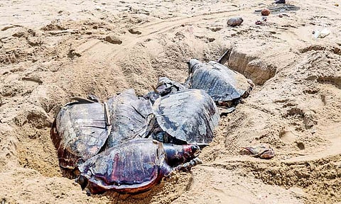 Carcasses of Olive Ridleys on a shore near Chennai (file photo)