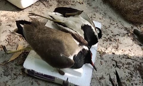 Representative Image (ANI)