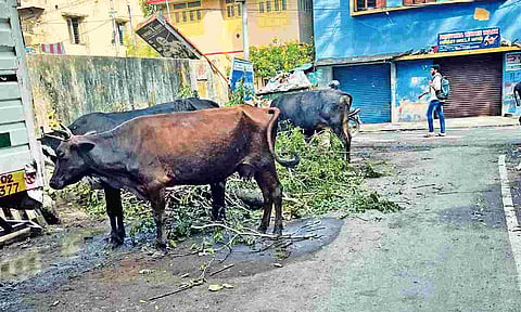 Stray cattle in Shenoy Nagar obstructs traffic, pedestrians