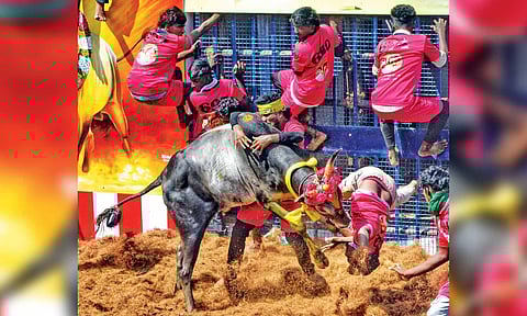 A tamer tries to catch hold of a frenzied bull during jallikattu at Kalaignar Centenary Aeruthazhuvuthal Arena at Kilakarai (Photo: Imthiyas Ali)&nbsp;