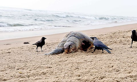 Olive Ridley turtles&nbsp;