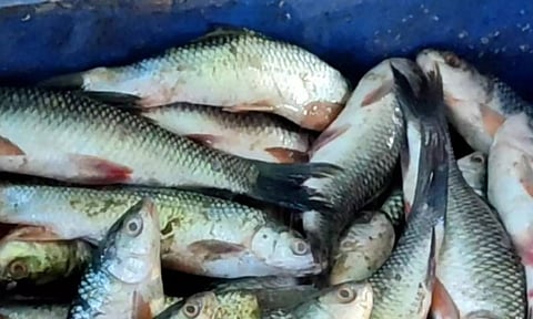 Representative image