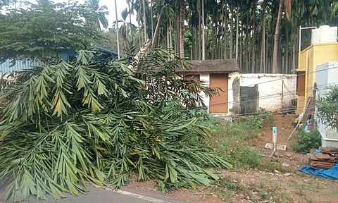 A tree that fell on a house after the raid by tusker Baahubali in Mettupalayam&nbsp;