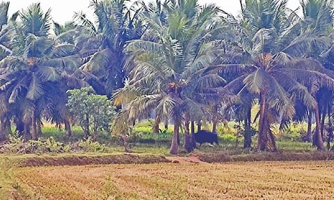 The wild gaur spotted near the Pattukottai reserve forest in Madukkur Papa Velipalayam on Monday