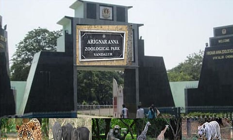 Vandalur Zoo
