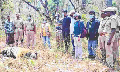 Forest officials examine the carcass of the tiger